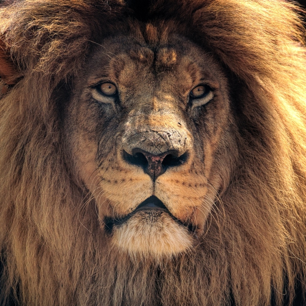 Большой лев с пышной гривой