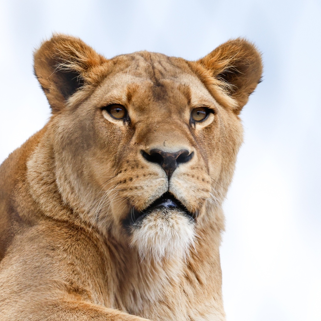 Большая львица на фоне голубого неба