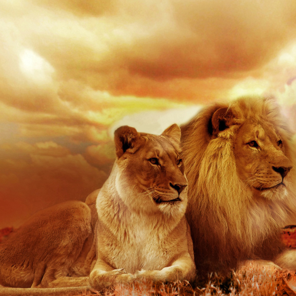 Лев и львица на фоне красивого неба в Африке