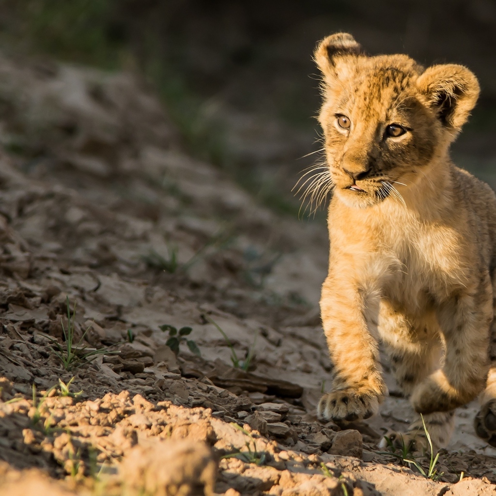 Маленький милый львенок бежит по земле