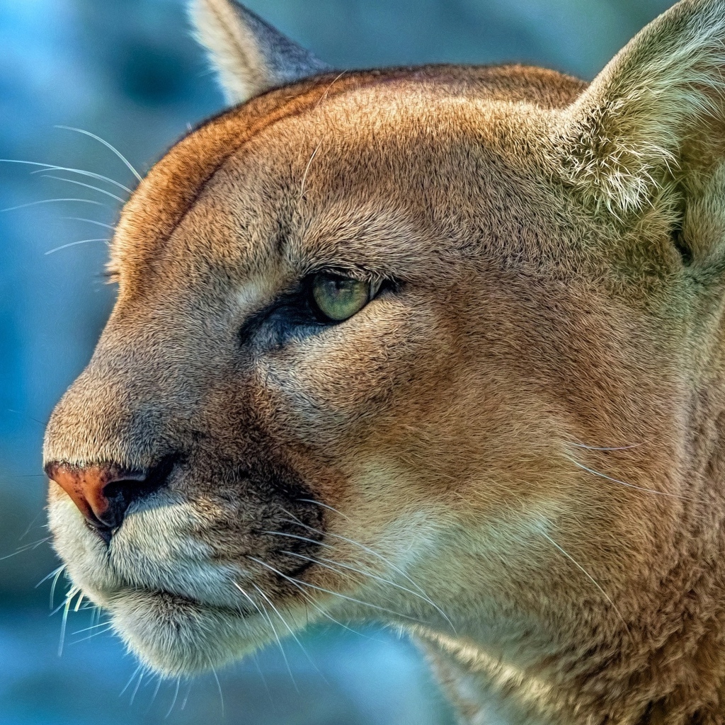 Морда зеленоглазой пумы крупным планом