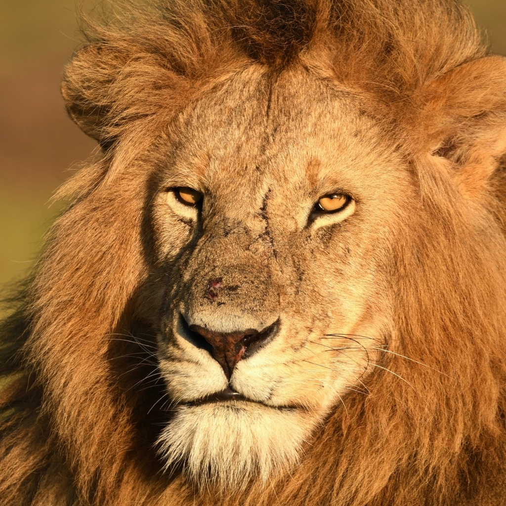 Морда большого хищного льва крупным планом