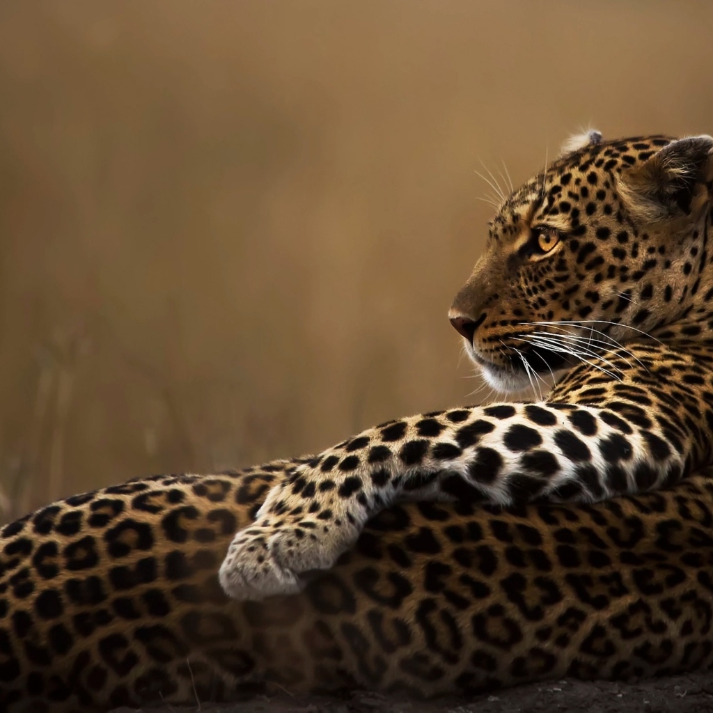 Пятнистый леопард лежит на камне