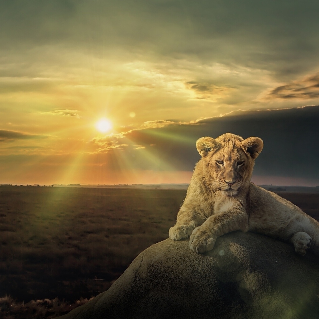 Белый лев лежит на камне на фоне солнца