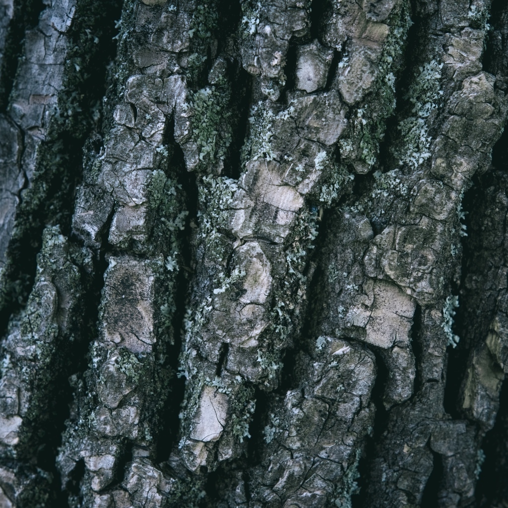 Старая кора дерева для фона