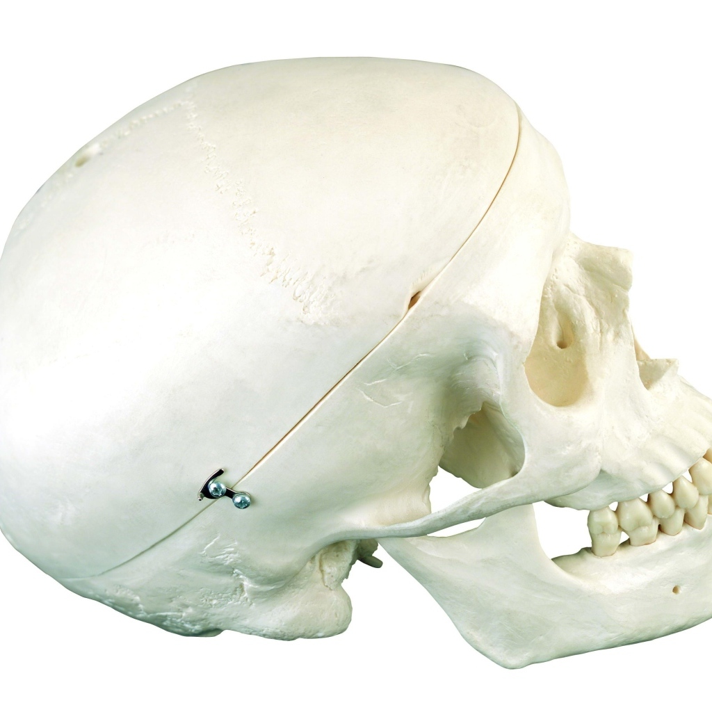 Шкатулка из черепа человека на белом фоне