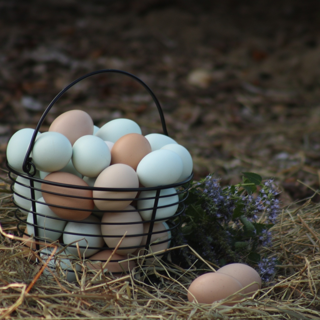 Корзина домашних куриных яиц на сене