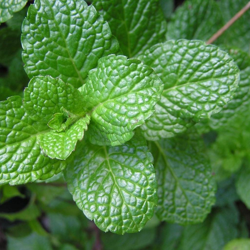 Ароматная свежая зеленая мята крупным планом