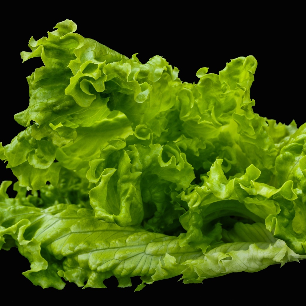Зеленые листья салата на черном фоне крупным планом