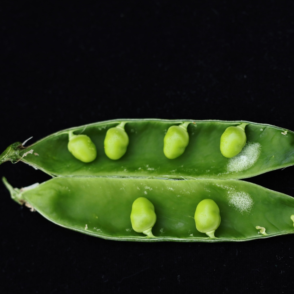 Зеленый горох на черном фоне