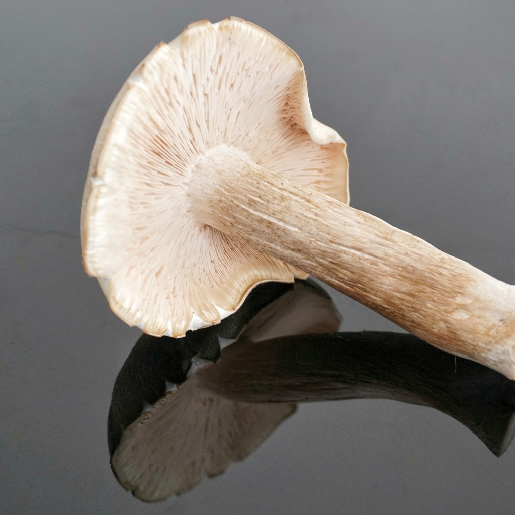 Большой лесной гриб на сером столе