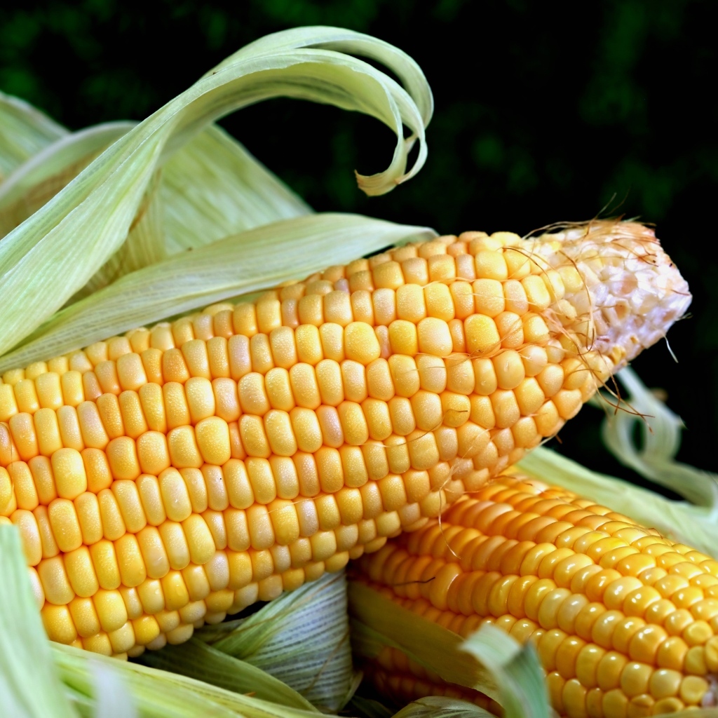 Два початка кукурузы с листьями на черном фоне