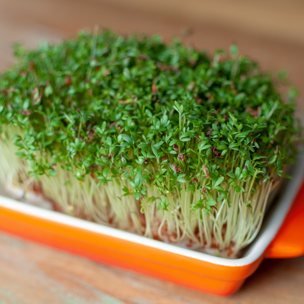 Кресс салат в посуде на столе