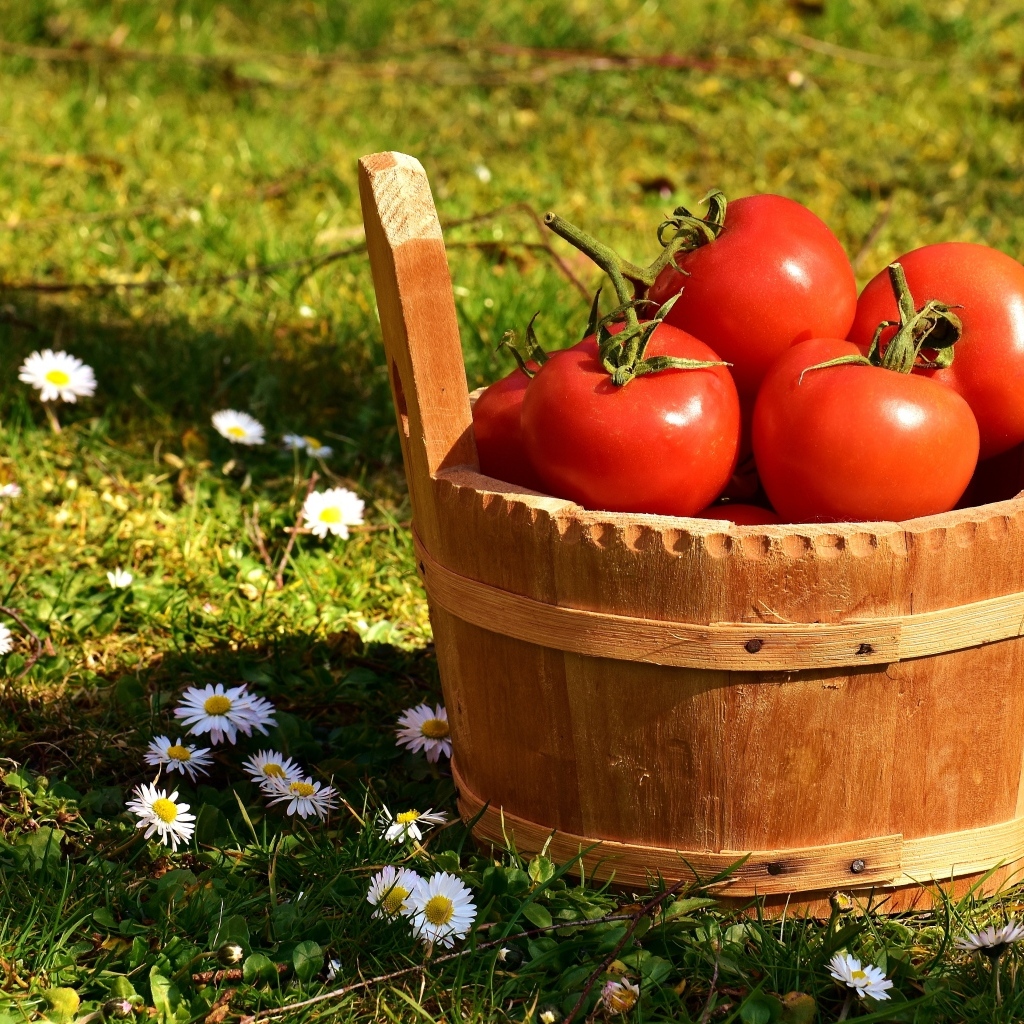 Деревянное ведро с красными помидорами на траве