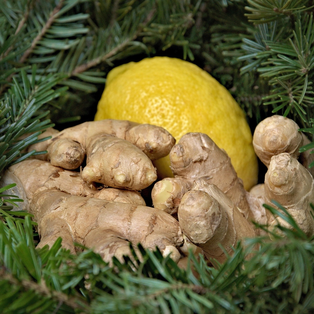 Имбирь с лимоном в еловых ветках