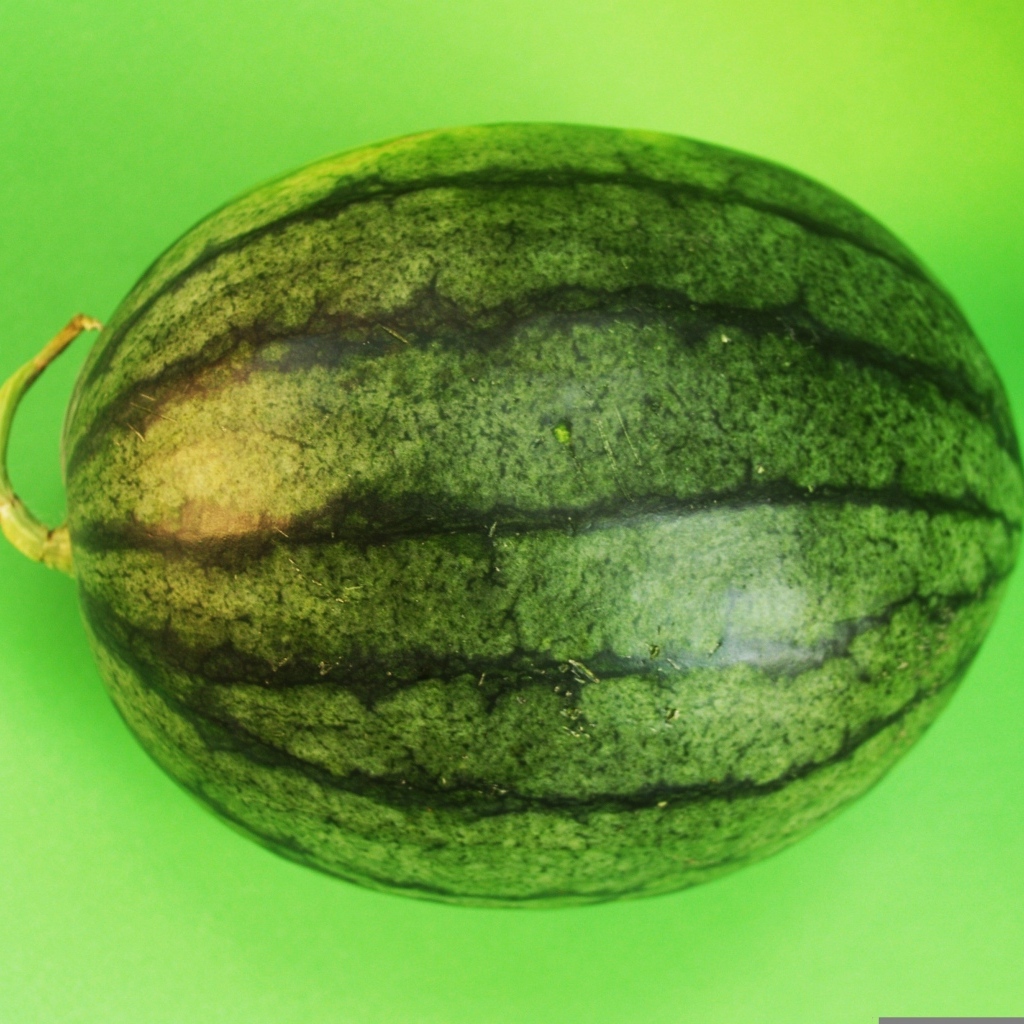 Большой полосатый арбуз на зеленом фоне