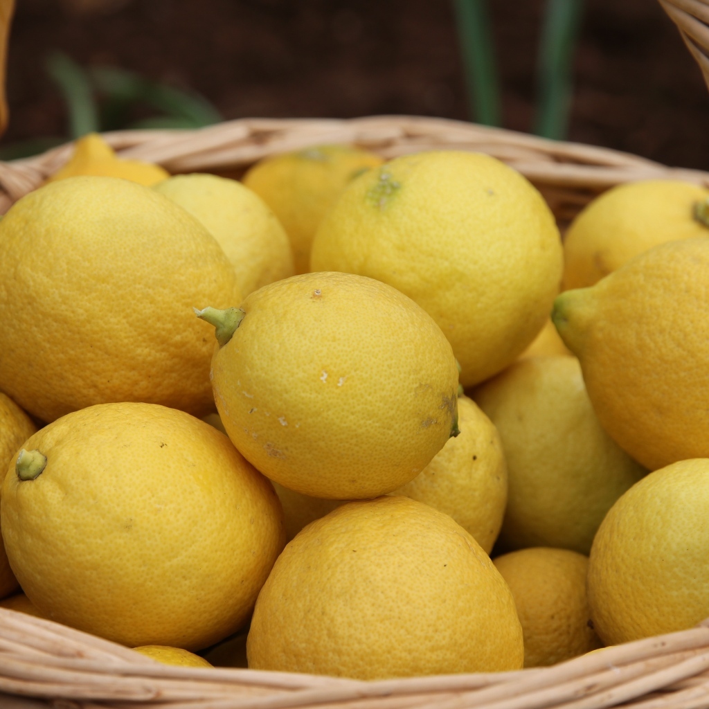 Много спелых желтых лимонов в корзине на столе