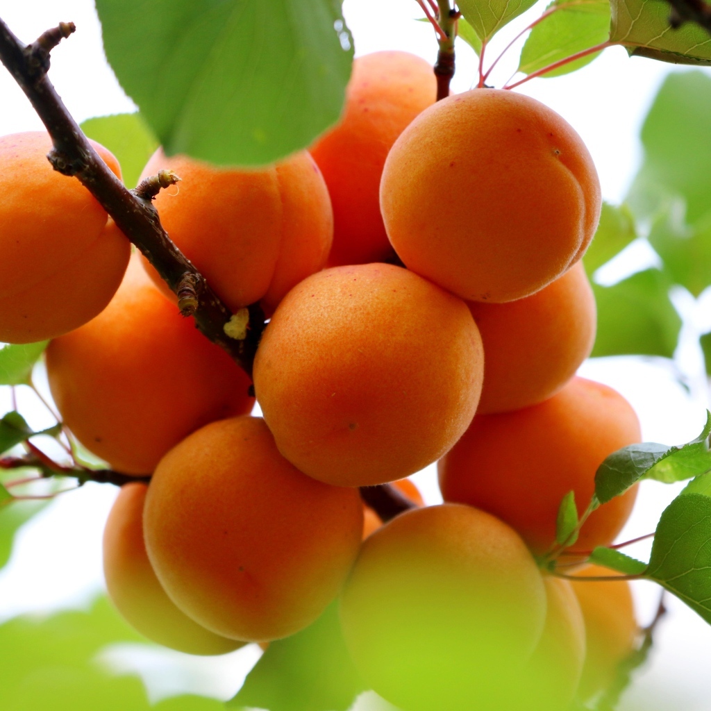 Спелые оранжевые абрикосы на ветке