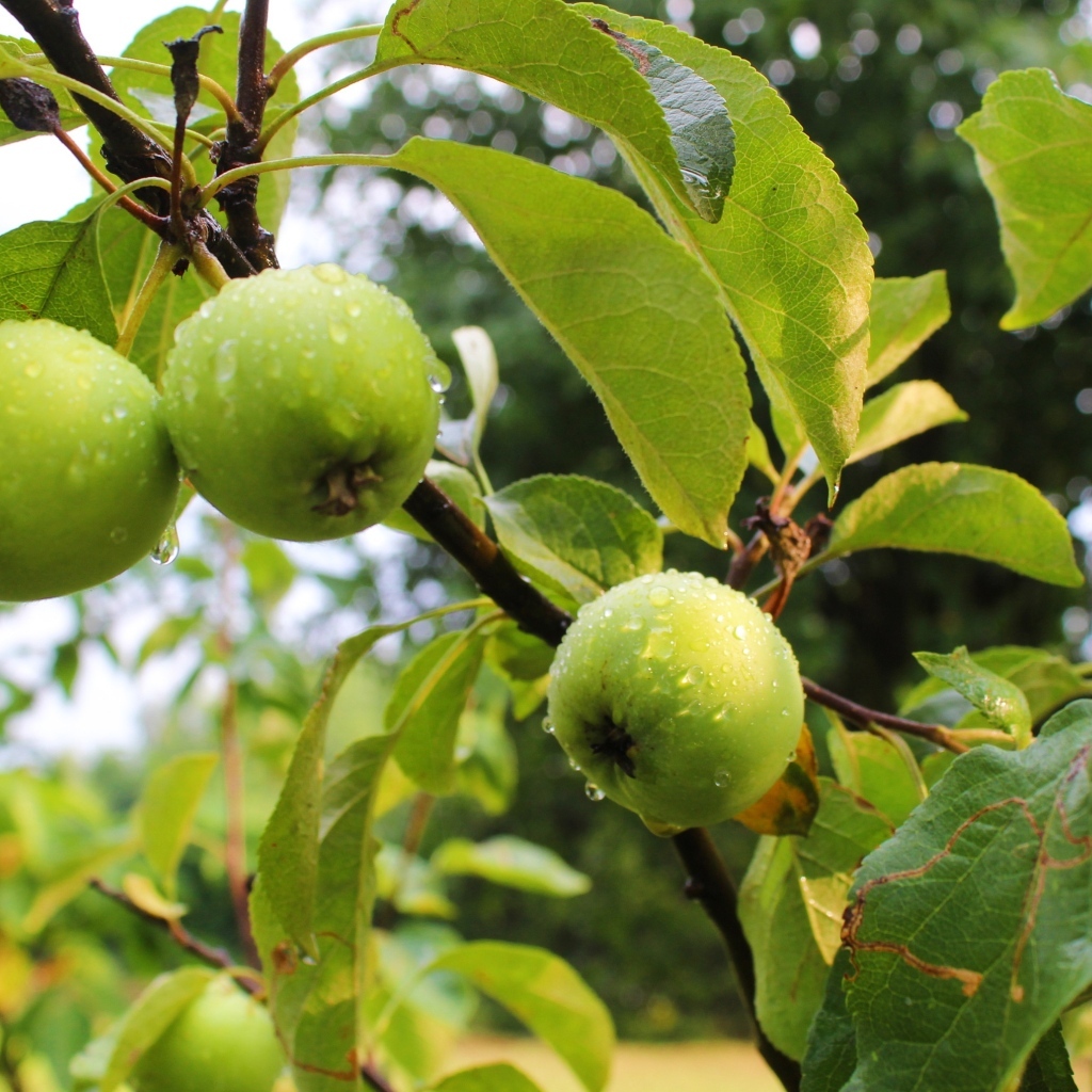 Мокрые зеленые яблоки на ветках