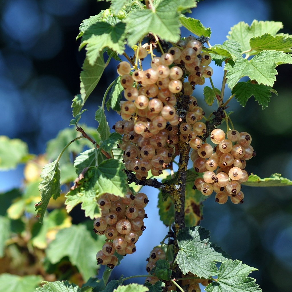 Ягоды белой смородины на ветке
