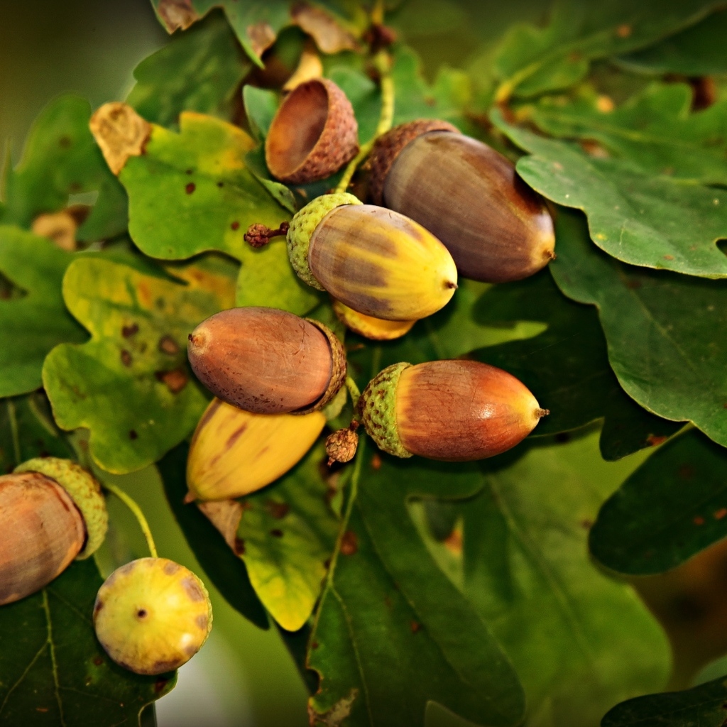 Желуди с зелеными листьями крупным планом