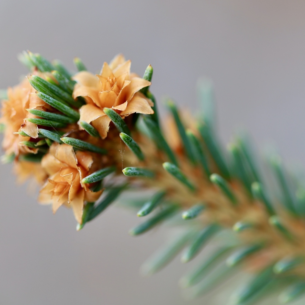 Зеленая еловая ветка с цветами