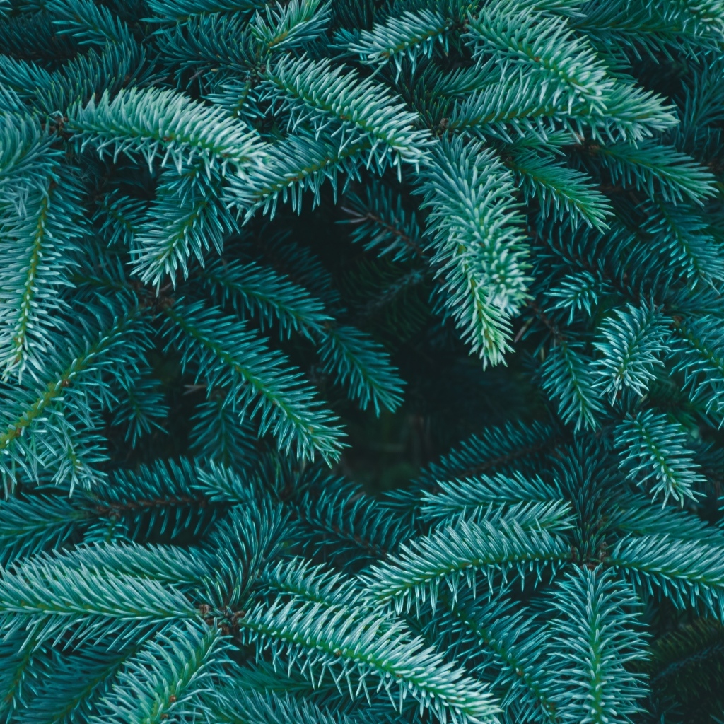 Зеленые колючие ветки ели крупным планом