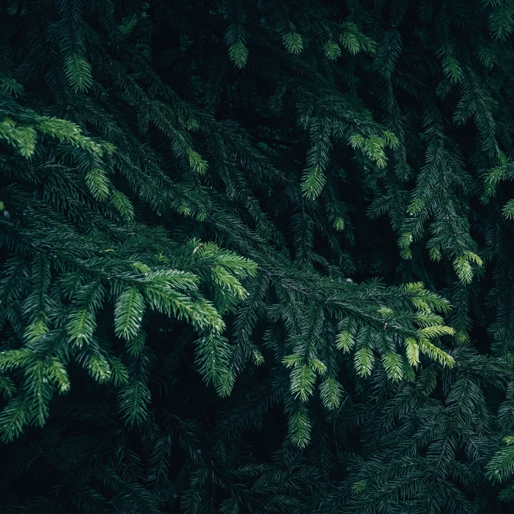 Зеленые еловые ветки крупным планом