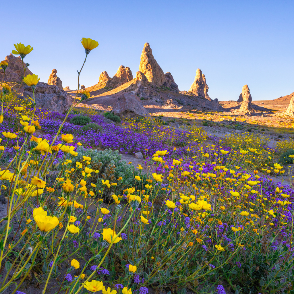 Много цветов на поляне в горах