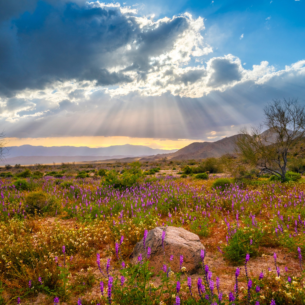 Лучи солнца в облаках над поляной с цветами