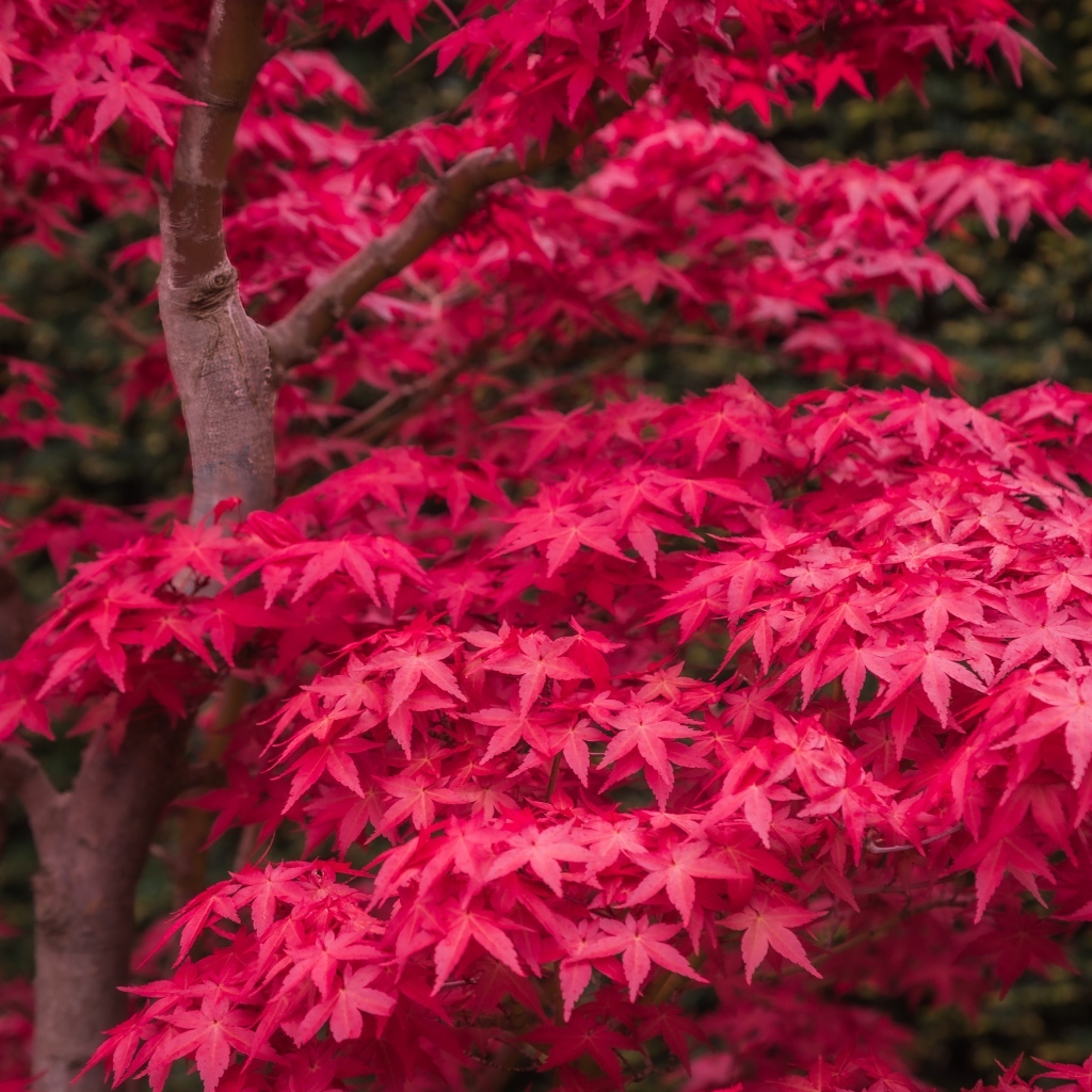Красные листья клена на дереве осенью