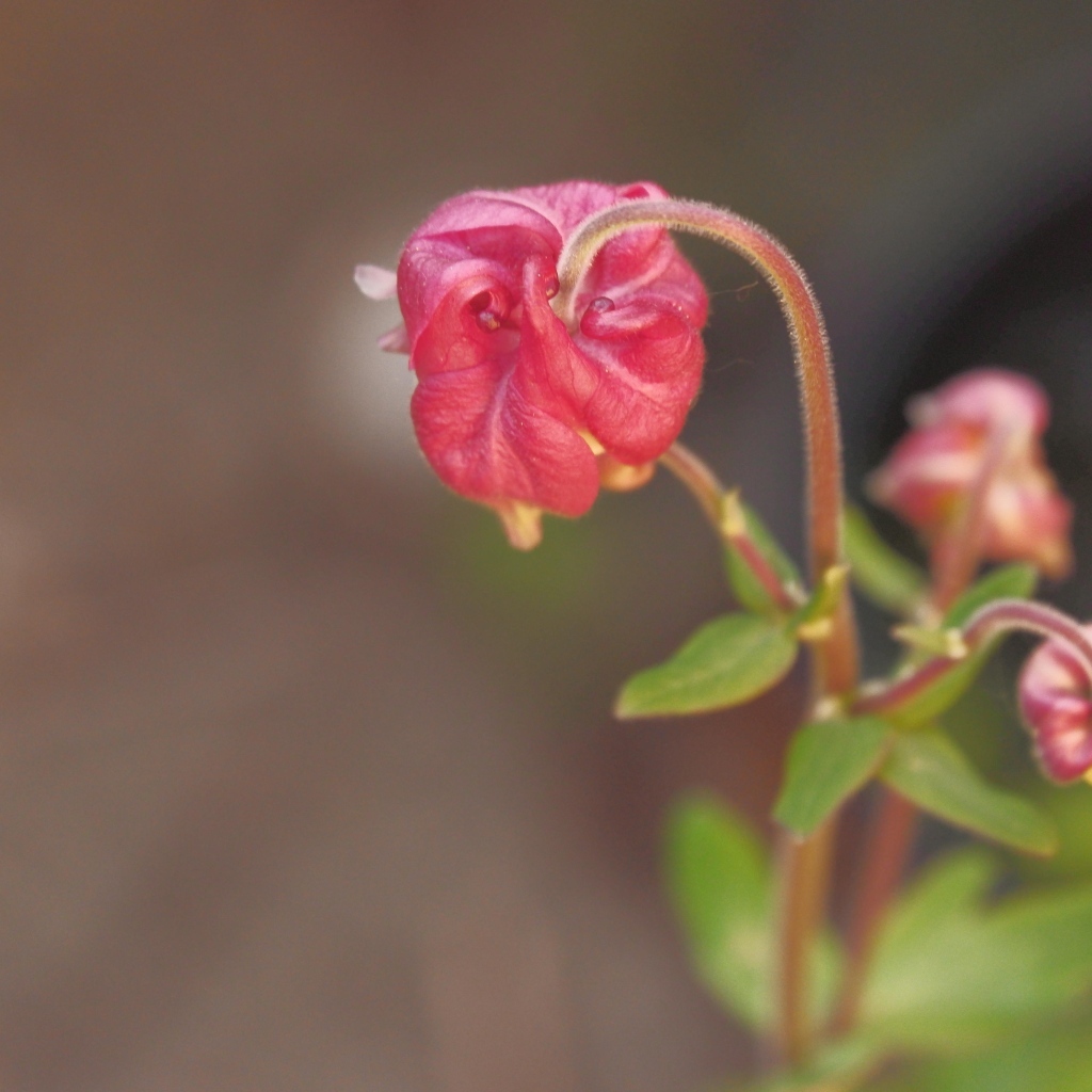 Распускающийся розовый цветок