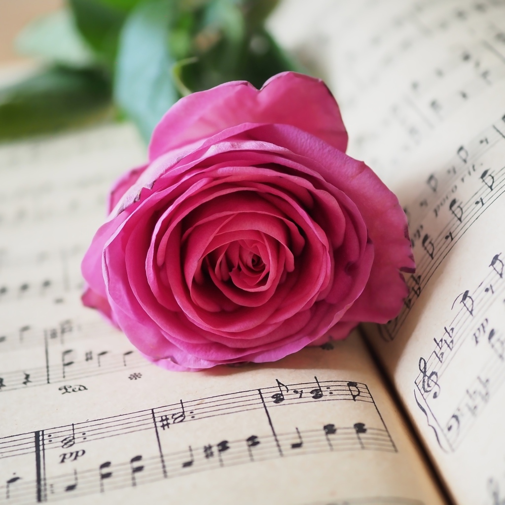 Розовая роза лежит на нотной тетради