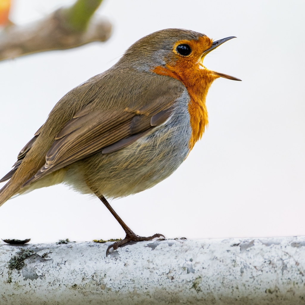 Маленькая европейская малиновка сидит на ветке