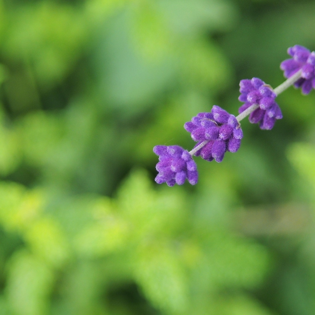 Веточка с фиолетовыми цветами лаванды