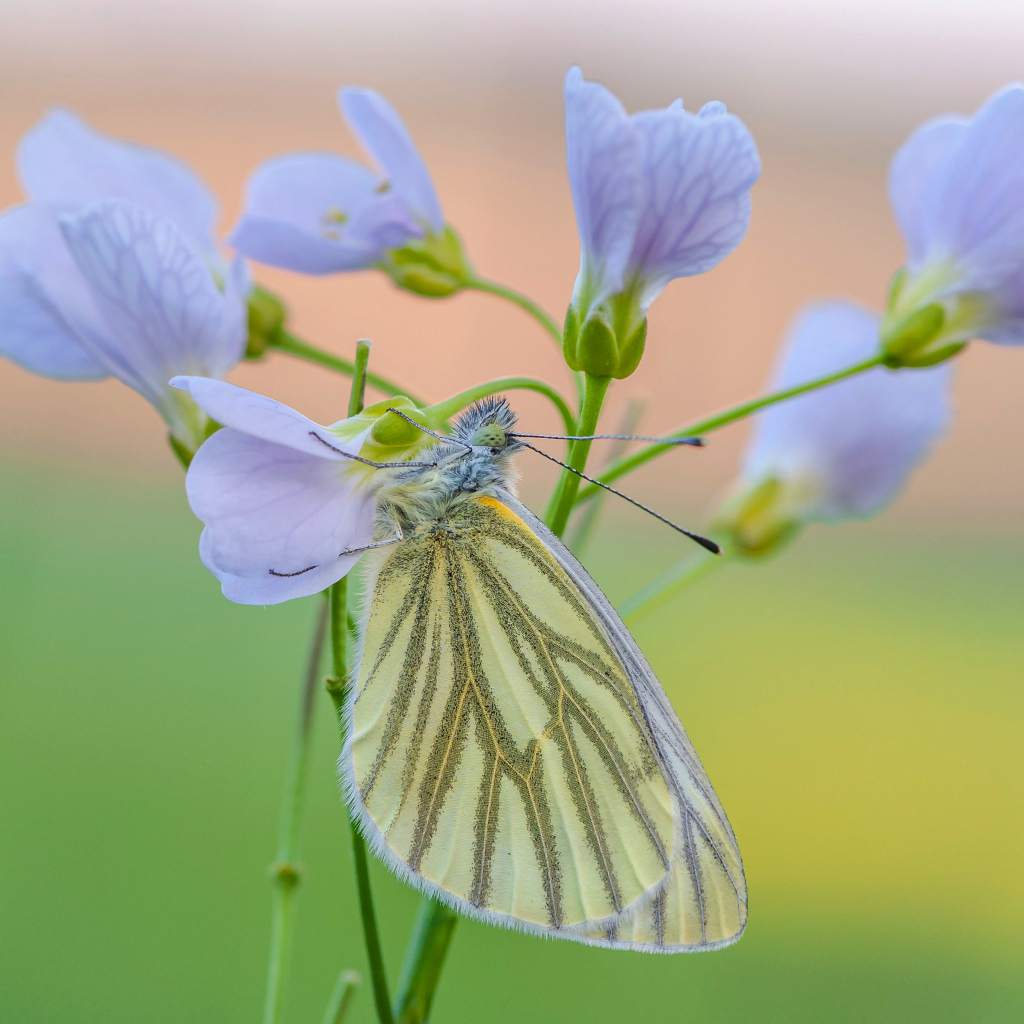 Желтая бабочка висит на голубом цветке