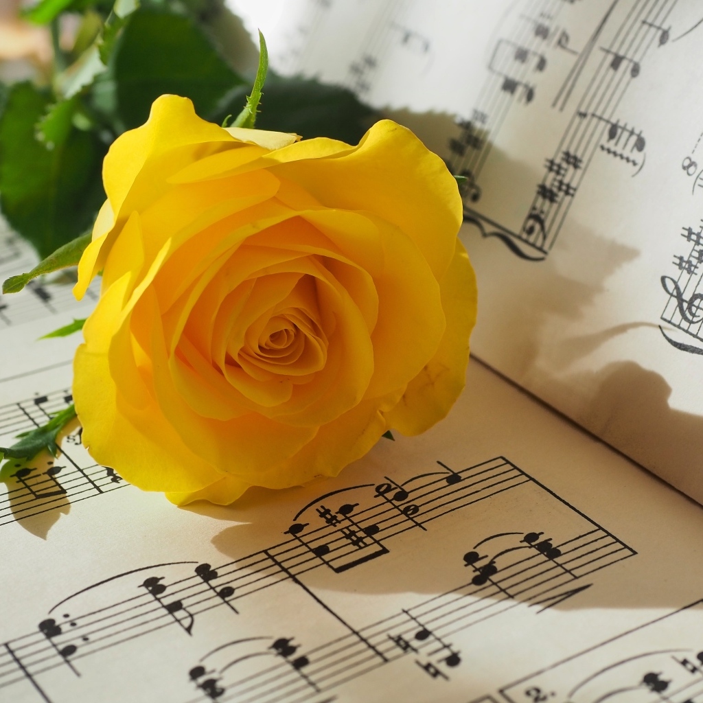 Желтая роза лежит на нотной тетради