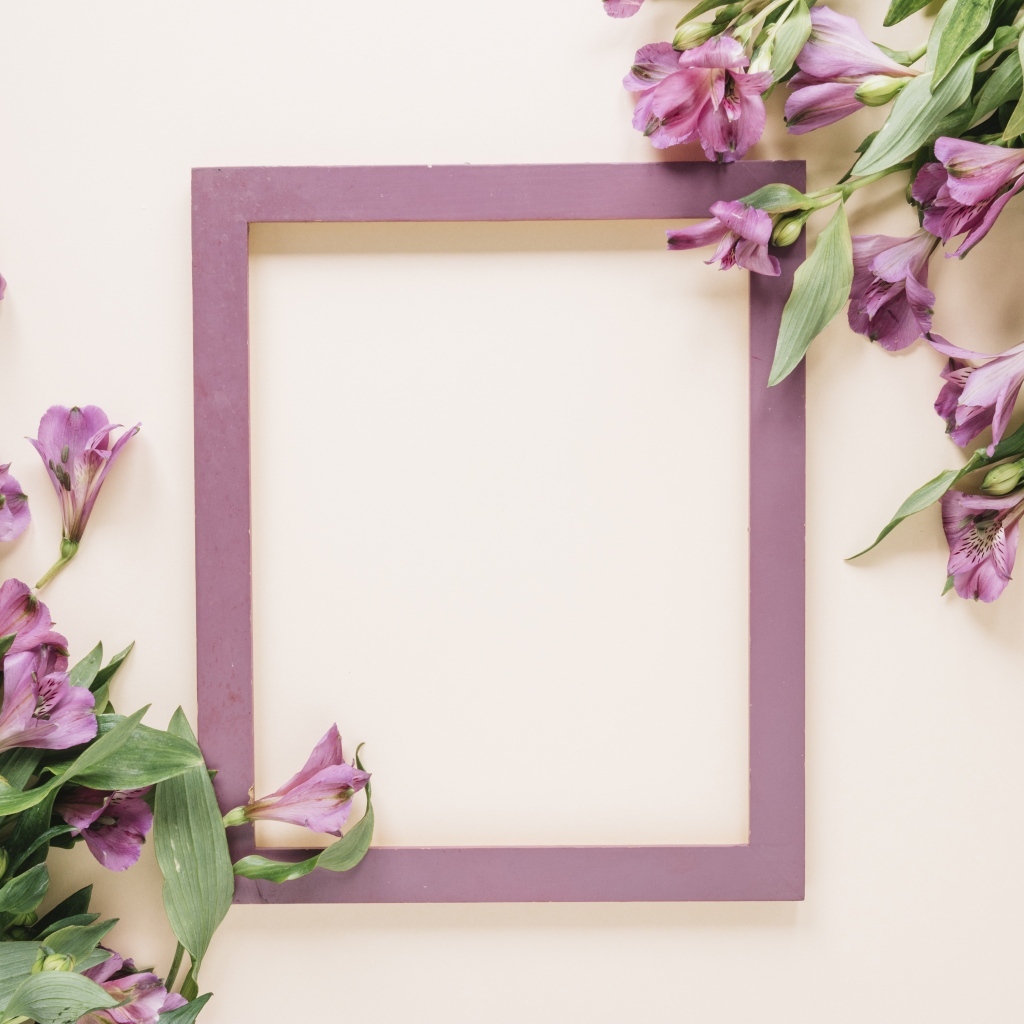 Цветы альстромерии на белом фоне с рамкой