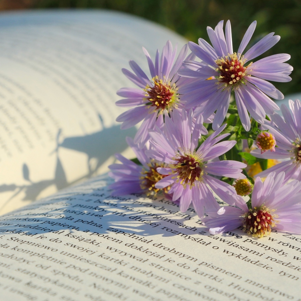 Осенние цветы сентябринка лежат на книге