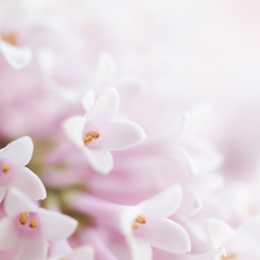 Фон с нежными розовыми цветами сирени