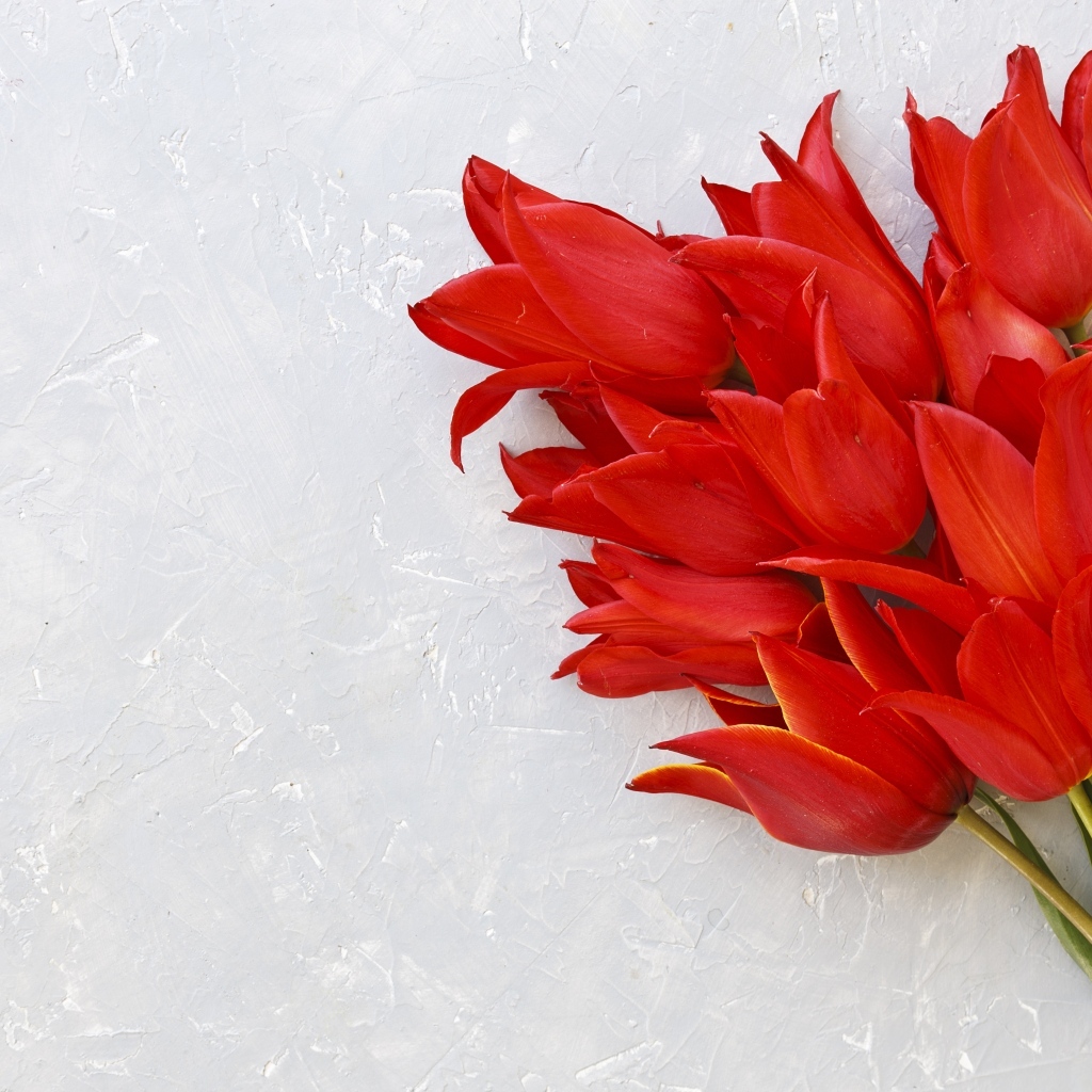 Красивый букет красных тюльпанов на сером фоне