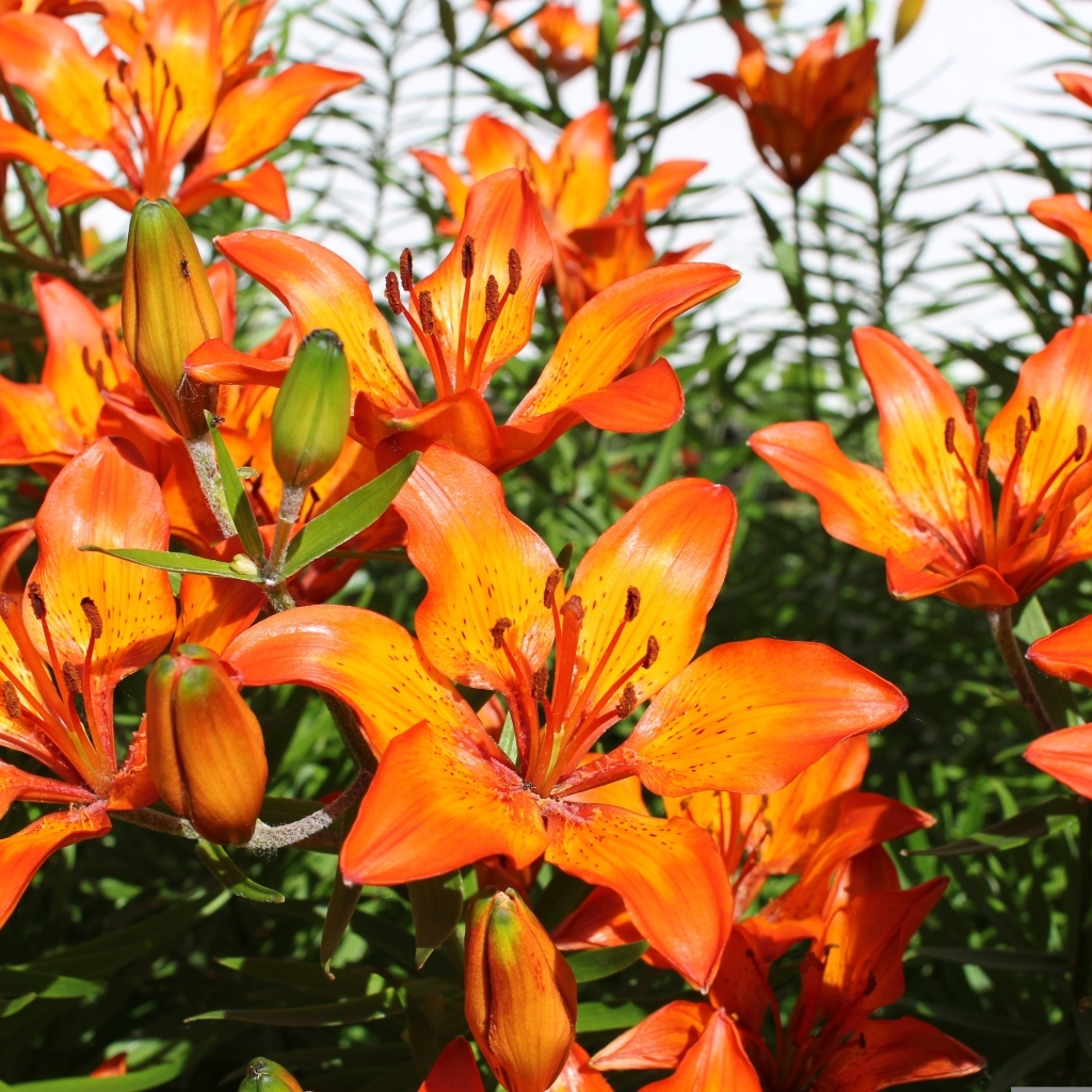 Красивые яркие оранжевые лилии крупным планом