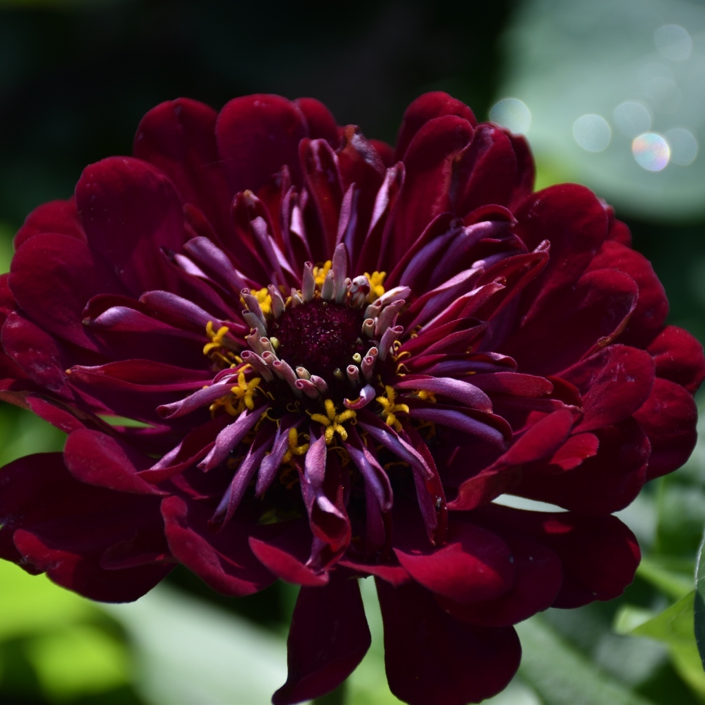 Красивый бордовый цветок циннии