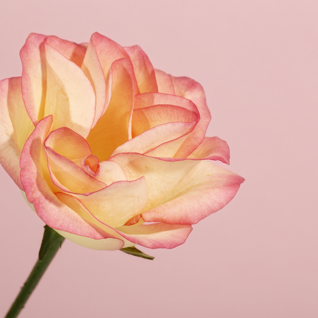 Красивая нежная роза на розовом фоне