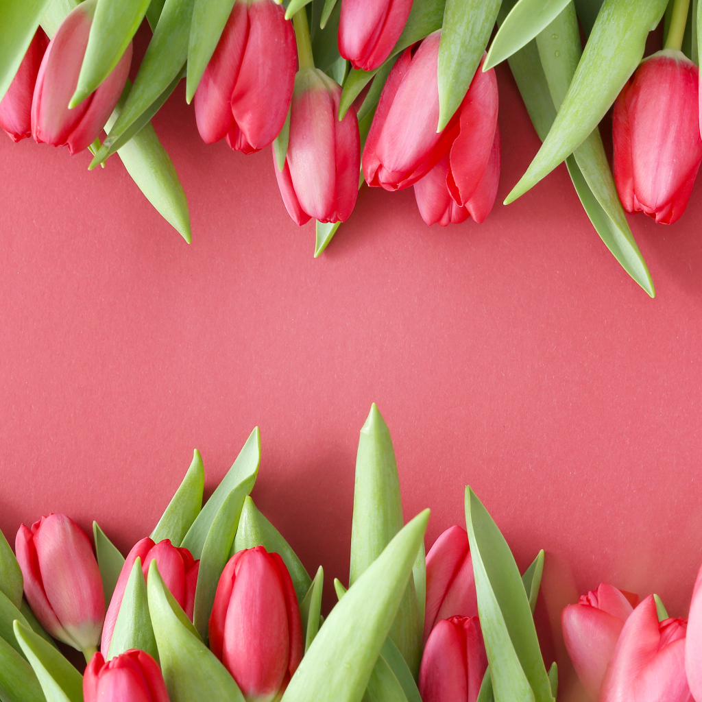 Красивые свежие тюльпаны на розовом фоне