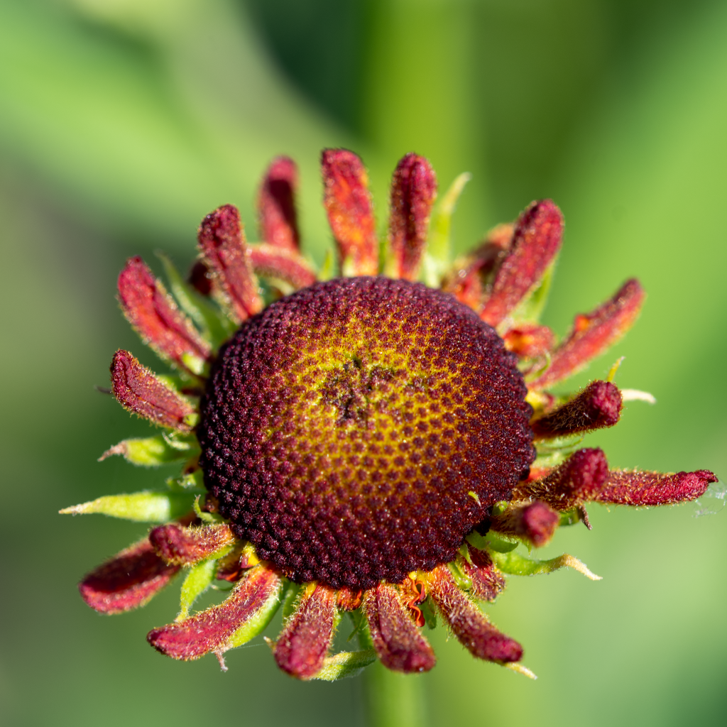 Красивый садовый цветок с маленькими лепестками