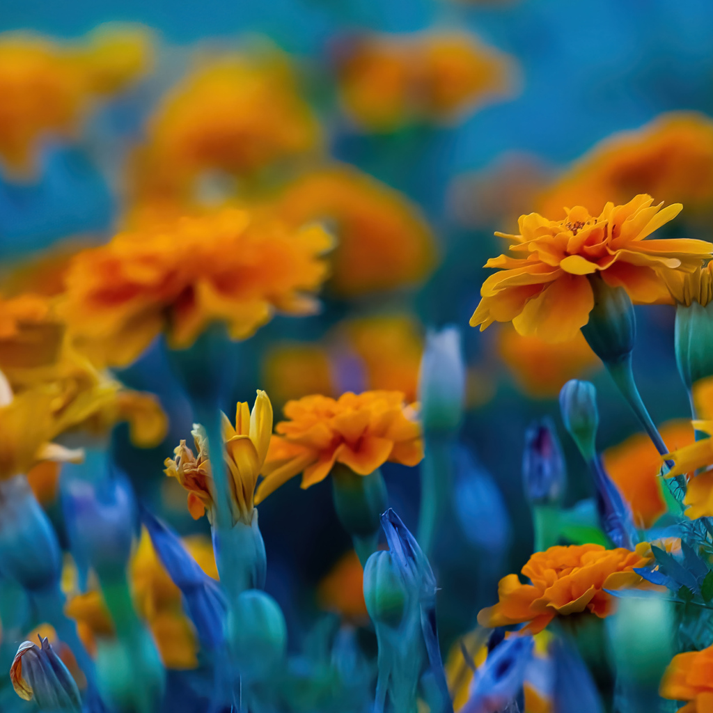 Красивые цветы бархатцы крупным планом