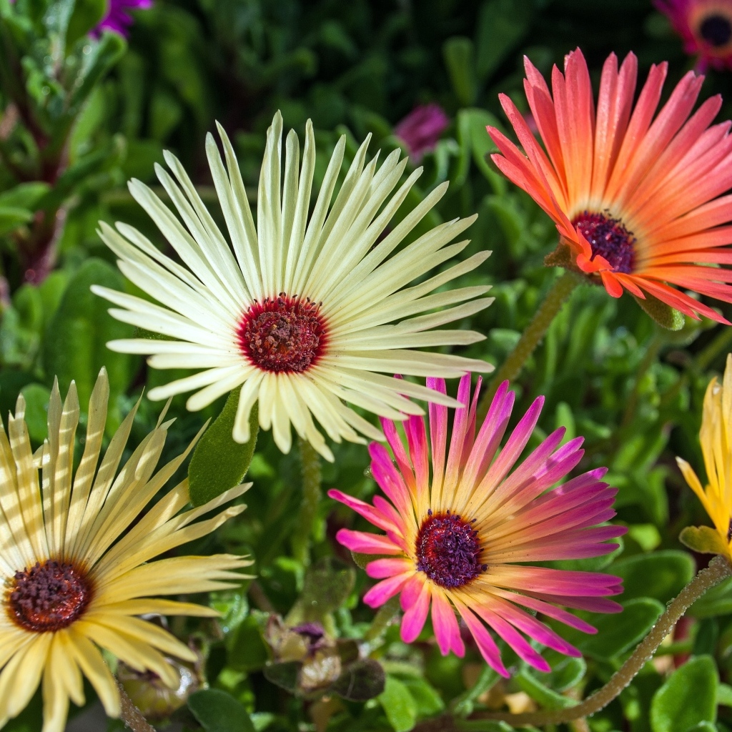 Красивые разноцветные цветы остеоспермум