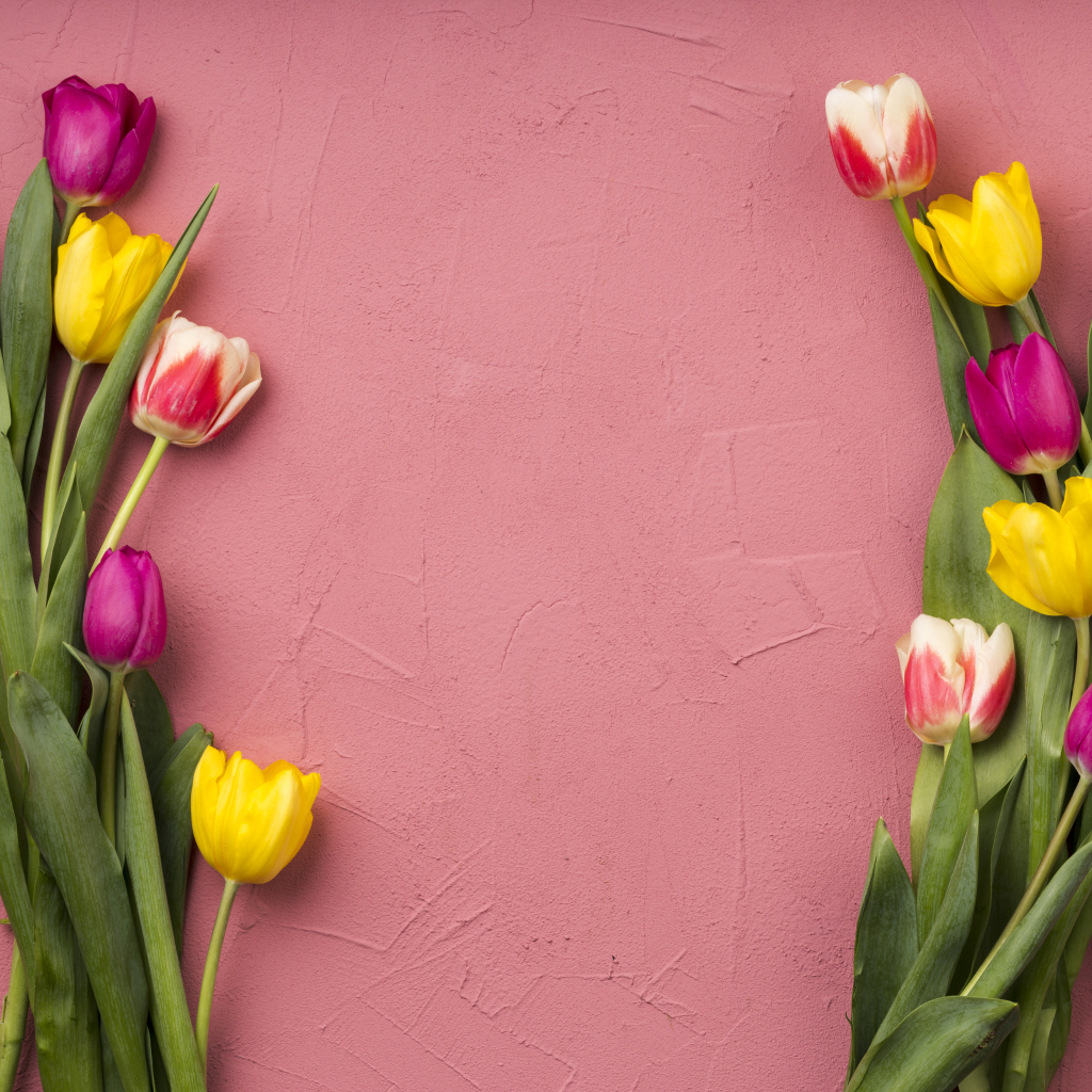 Красивые разноцветные тюльпаны на розовом фоне