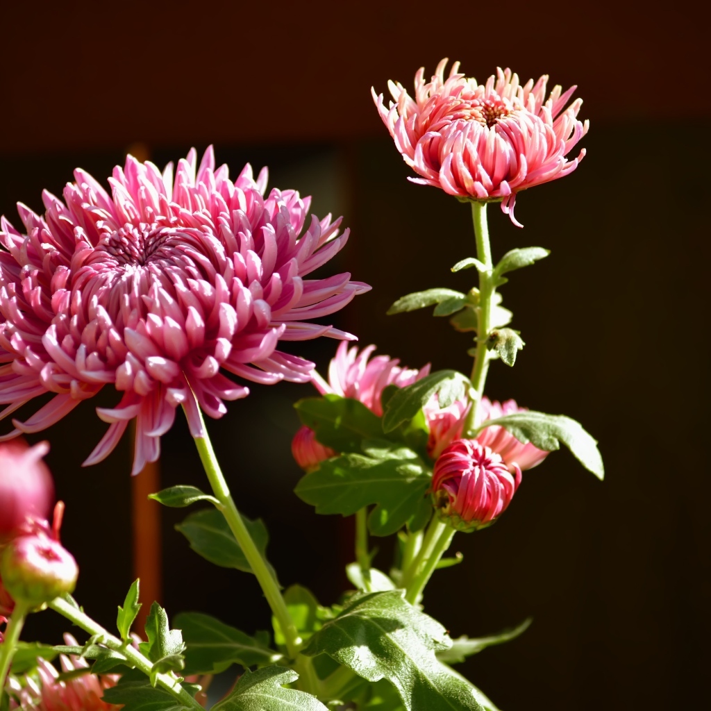 Красивые розовые цветы хризантемы с бутонами в лучах солнца